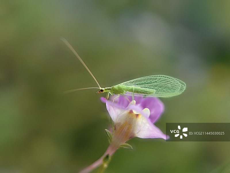 花上草蛉图片素材