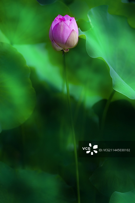 华岩观莲 Lotus in Huayan Temple图片素材
