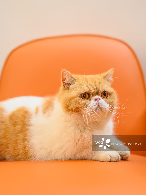 萌宠加菲猫橘猫图片素材