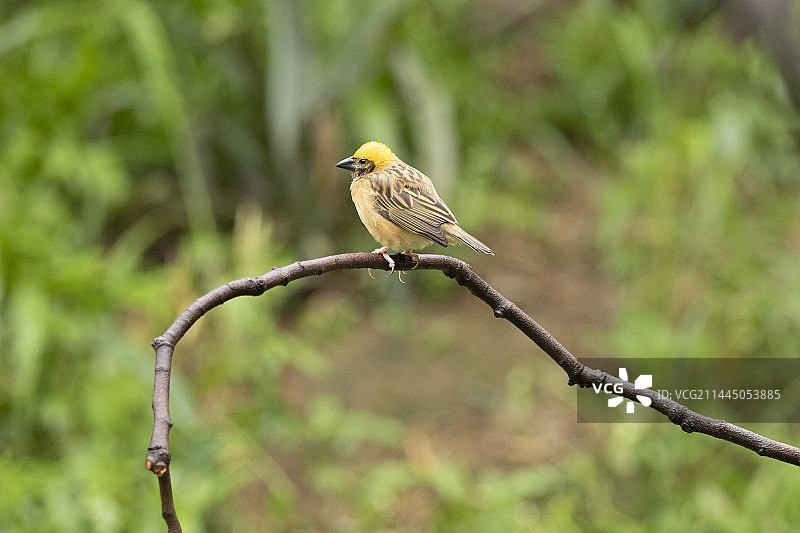 黄胸织雀图片素材