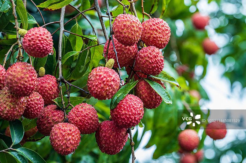荔枝挂满枝图片素材