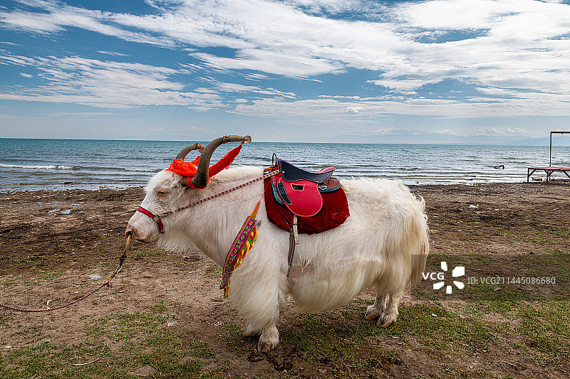 青海湖边的白色藏牦牛图片素材