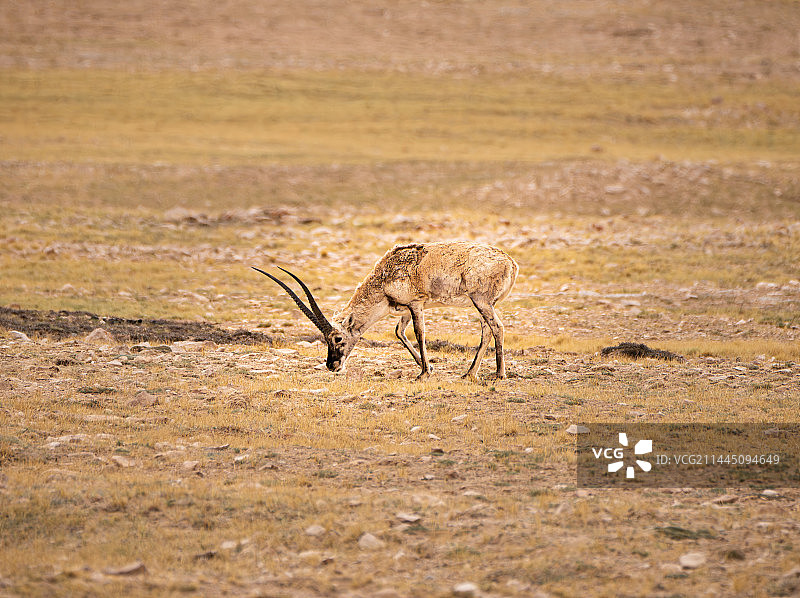 藏羚羊图片素材