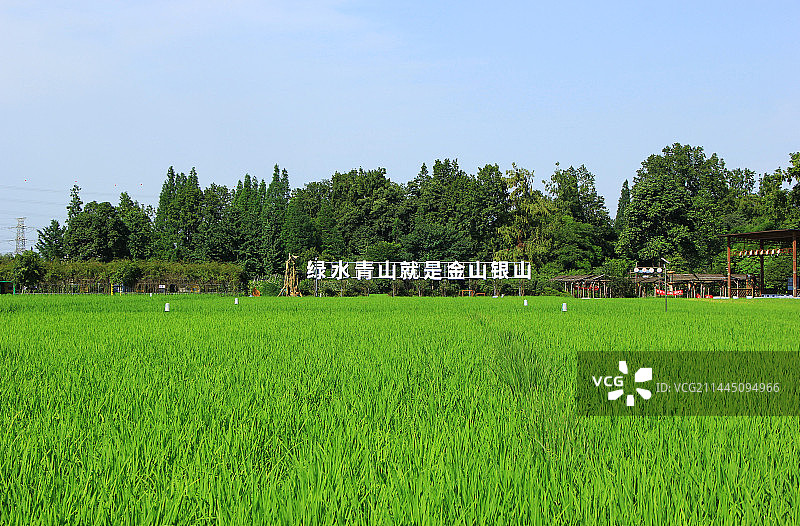 四川省成都市温江区万春镇和林稻海图片素材