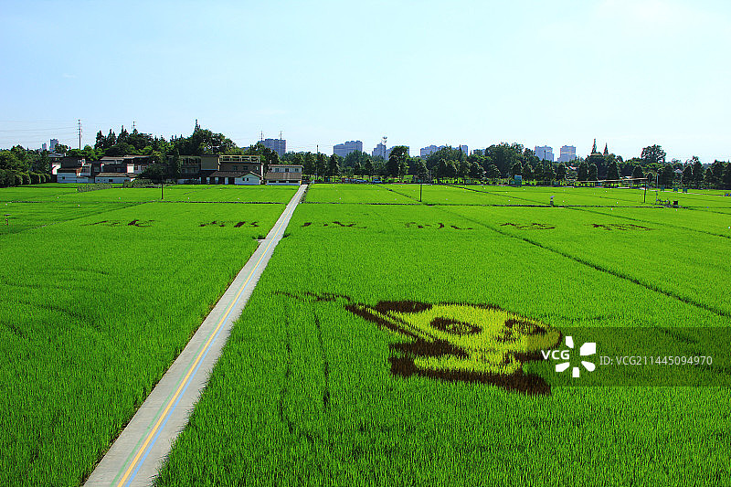 四川省成都市温江区万春镇和林稻海图片素材