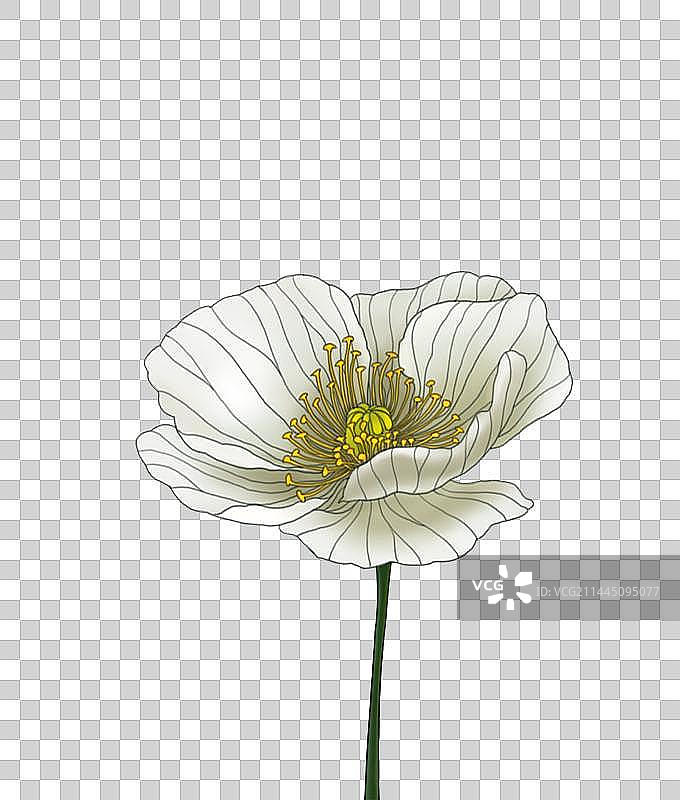 虞美人4图片素材