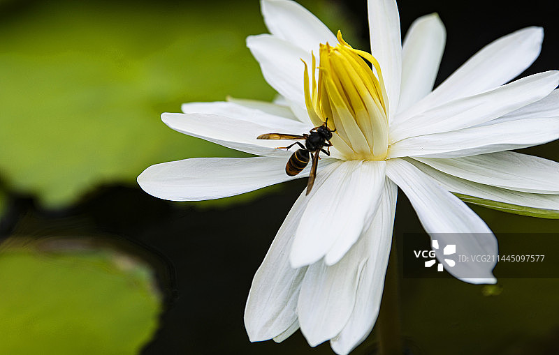 敞开怀抱，迎接蜂的到来图片素材
