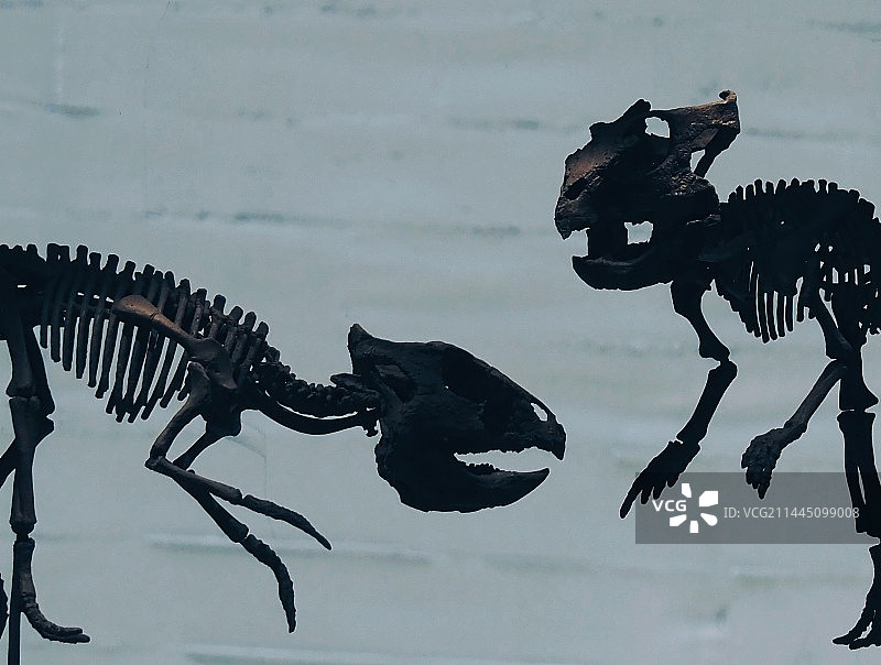 侏罗纪小型肉食恐龙化石特写镜头图片素材