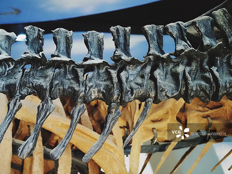 已灭绝的史前生物侏罗纪恐龙脊椎化石特写图片素材