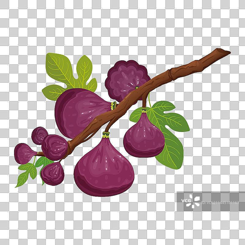 无花果枝图片素材