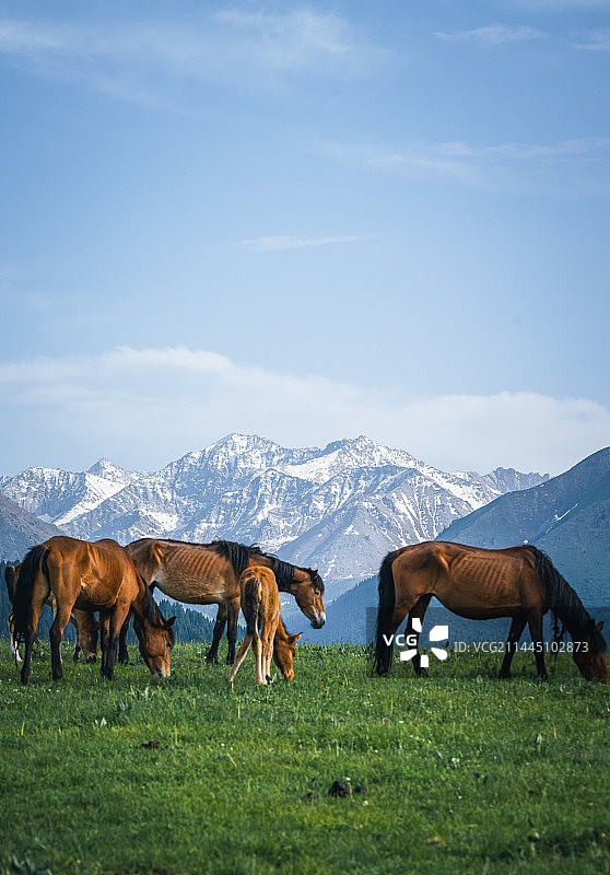 天山下的马群图片素材