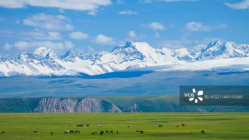 天山下的马群图片素材