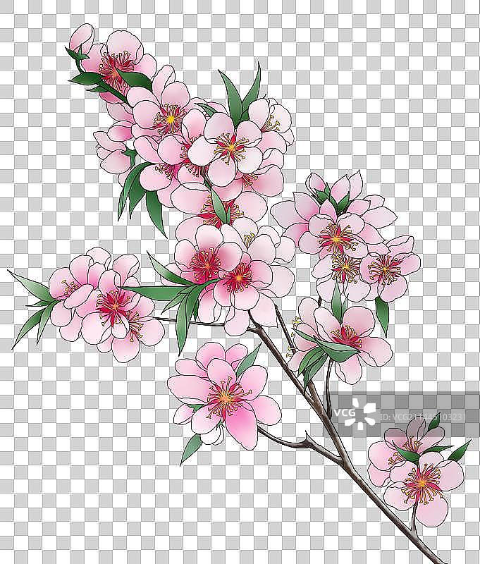 3月桃花图片素材