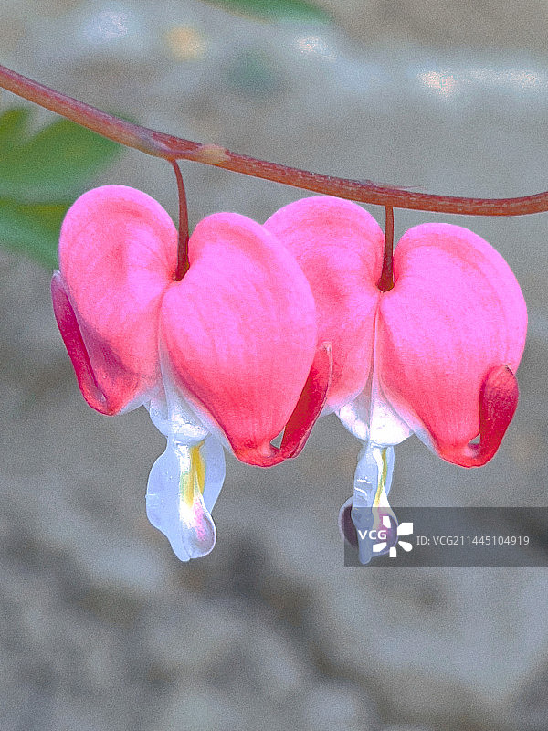 荷包牡丹图片素材