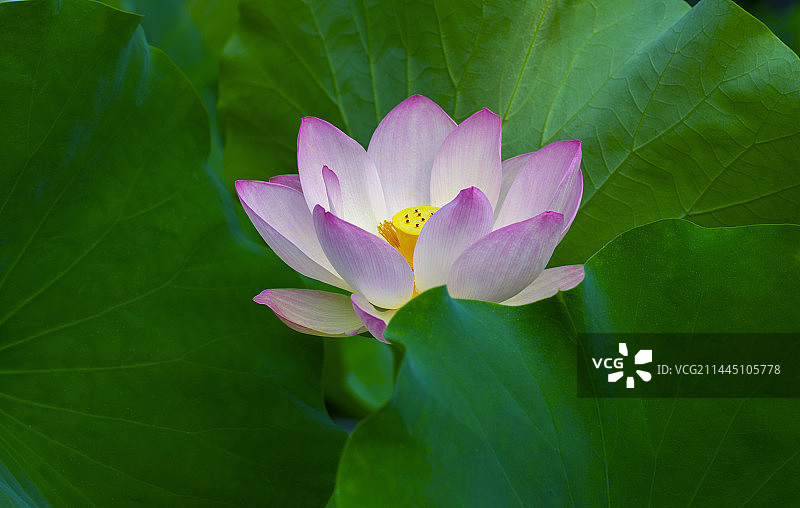 华岩观莲 Lotus in Huayan Temple图片素材