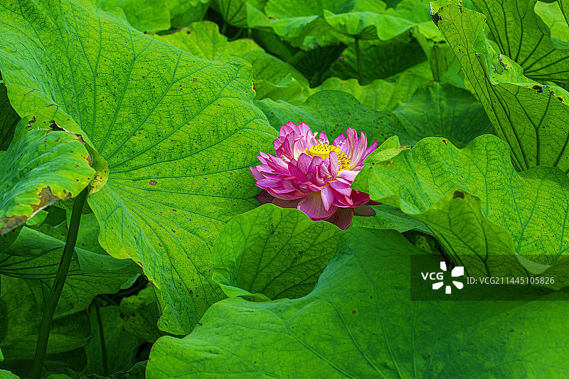 华岩观莲 Lotus in Huayan Temple图片素材