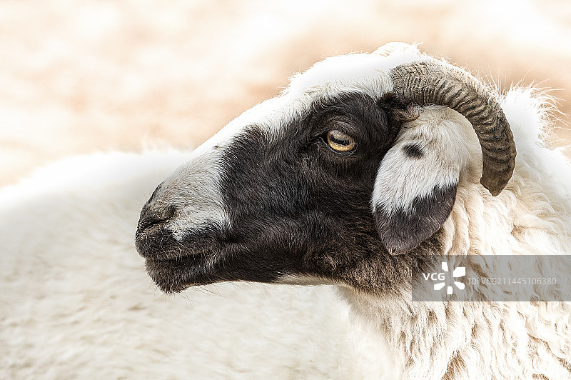 绵羊山羊图片素材