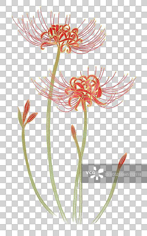 植物彼岸花手绘插画图片素材