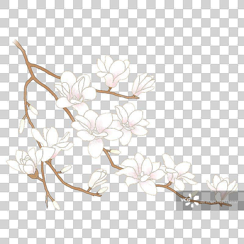 白玉兰手绘植物插画图片素材