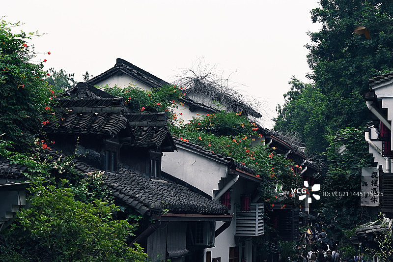 小河直街凌霄花图片素材