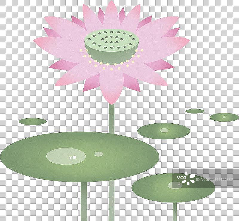 夏天盛开的荷花图片素材