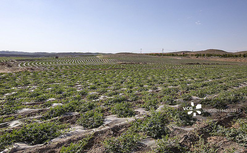 高原硒砂瓜种植图片素材