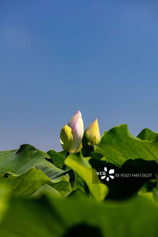 含苞待放的白色荷花图片素材