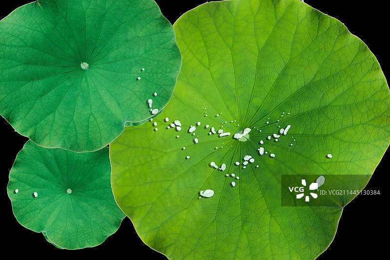 大暑荷叶图片素材