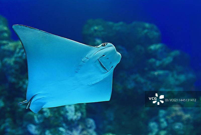 鱼类宠物图片素材