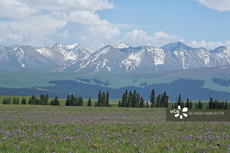 六月的伊犁，鲜花和草原图片素材