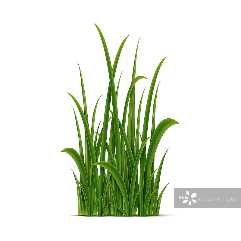 逼真绿色草丛多年生植物图片素材