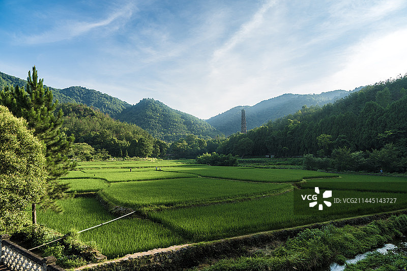晨光中的稻田与天台山国清寺隋塔图片素材
