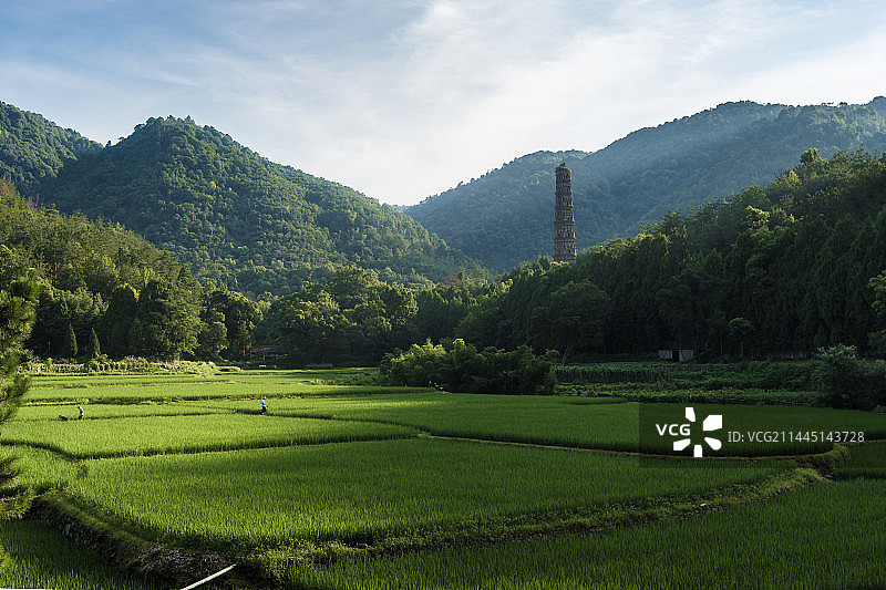 晨光中的稻田与天台山国清寺隋塔图片素材