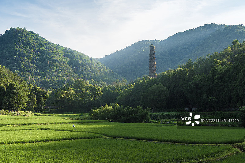 晨光中的稻田与天台山国清寺隋塔图片素材