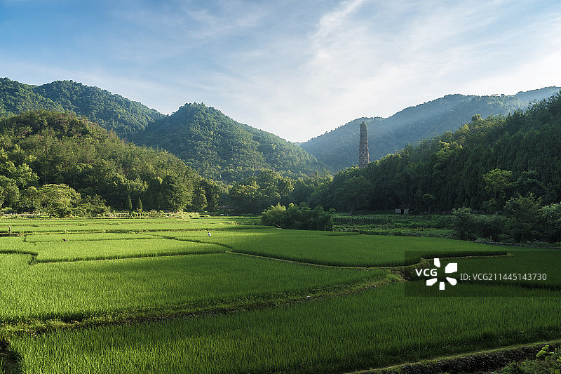 晨光中的稻田与天台山国清寺隋塔图片素材