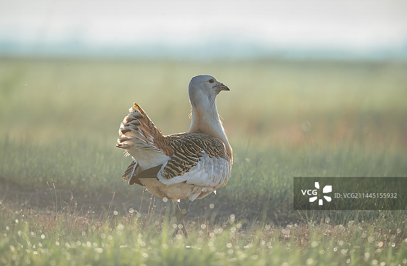 逆光草原大鸨图片素材
