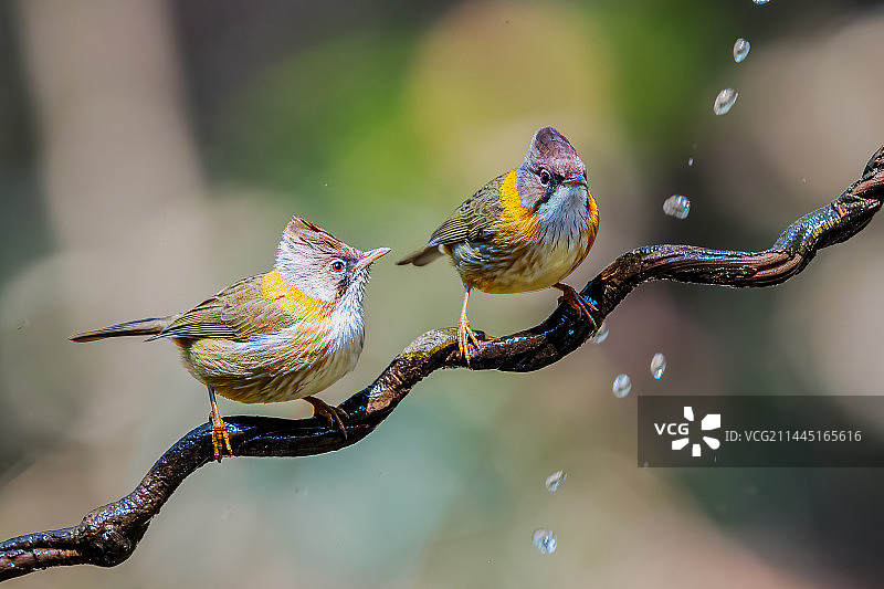 黄颈凤鹛图片素材