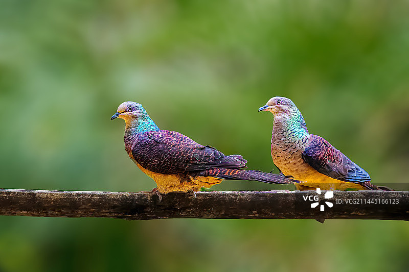 斑尾鹃鸠图片素材