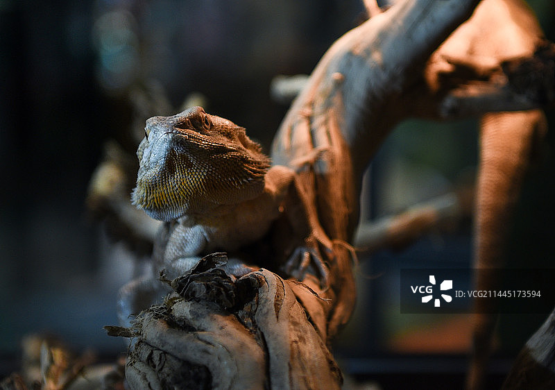 你瞅啥图片素材