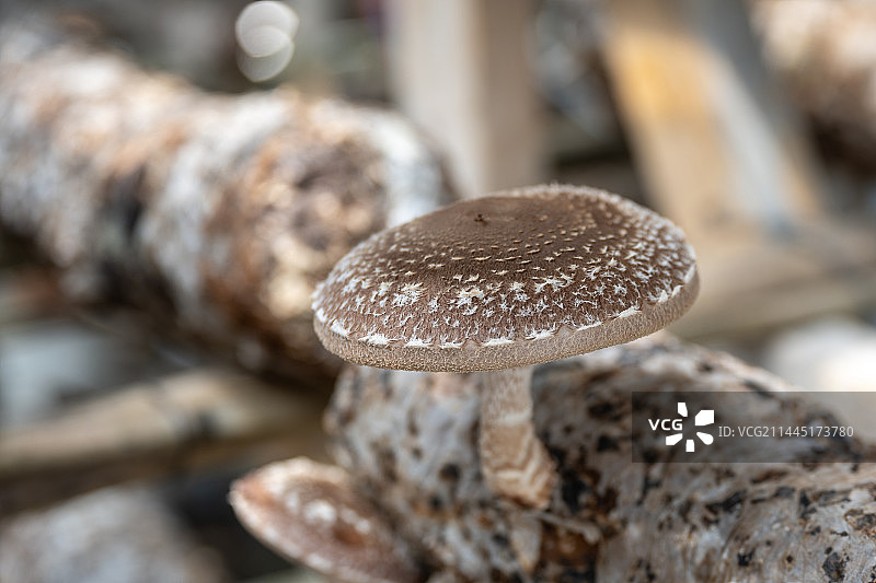 泾源县卡子村香菇种植图片素材