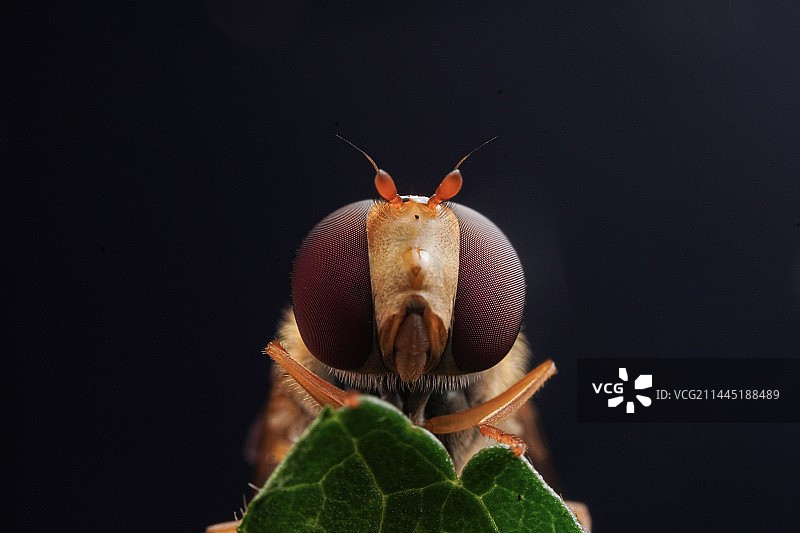 食蚜蝇特写镜头图片素材