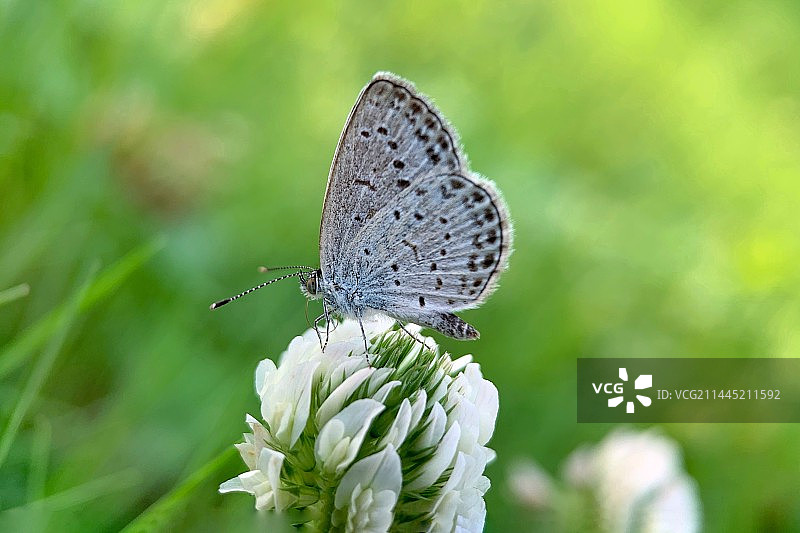 小灰蝶特写图片素材