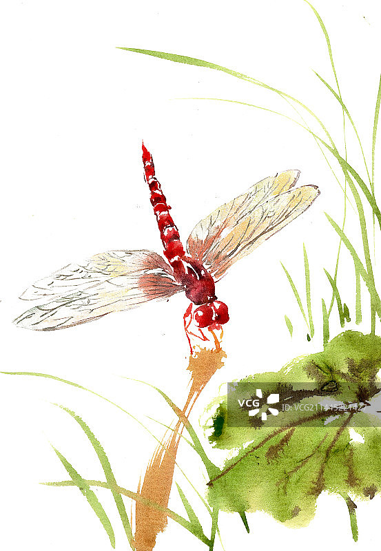 红色的蜻蜓图片素材