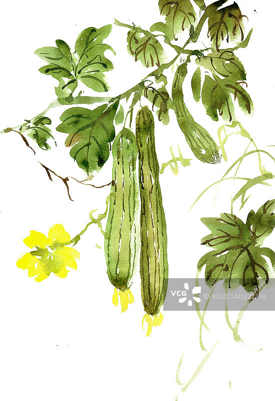 绿色的丝瓜图片素材