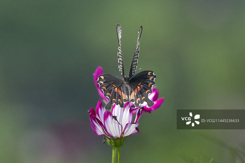 凤尾蝶图片素材