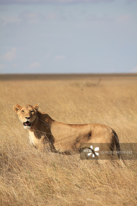 一只雄狮图片素材