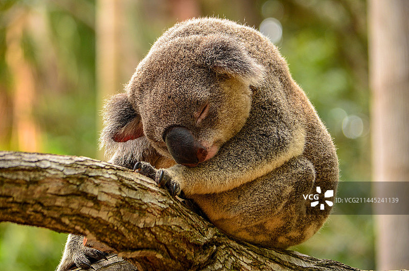 树袋熊图片素材