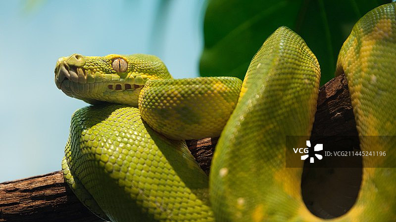 一条小蛇图片素材