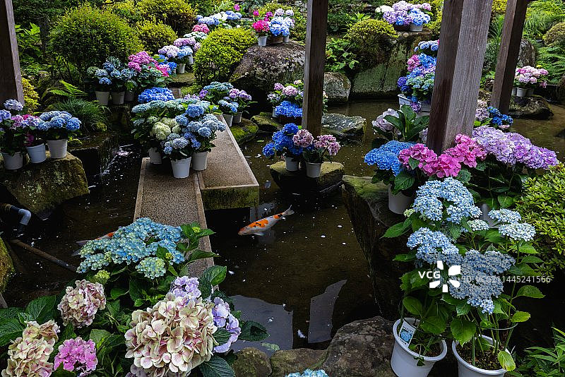 日本人气最高的紫阳花花手水寺庙茨城雨引观音寺图片素材