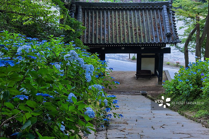 日本人气最高的紫阳花花手水寺庙茨城雨引观音寺图片素材